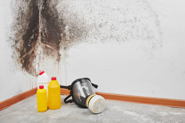 Best Certified Mold Removal  in Aliquip, PA
