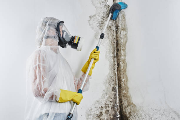 Best Crawl Space Mold Removal  in Aliquip, PA