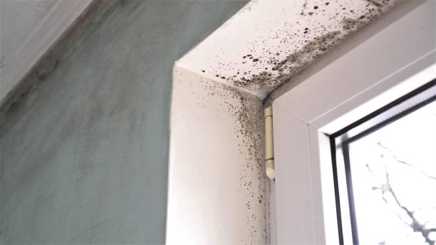 Best Emergency Mold Removal  in Aliquip, PA