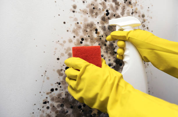 Best Mold Removal Process  in Aliquip, PA