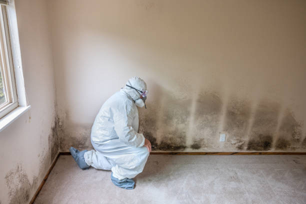 Mold Removal Process in Aliquippa, PA