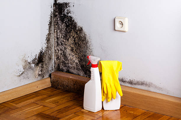 Reliable Aliquippa, PA Mold Removal Solutions