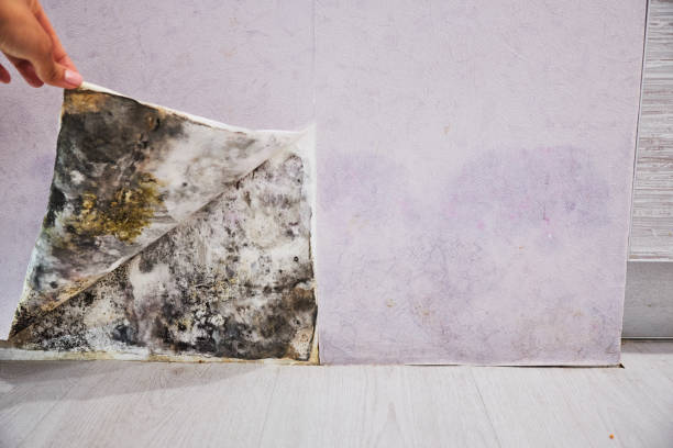 Office Mold Removal Services in Aliquippa, PA
